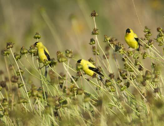 gold-finches-tony-pratt2