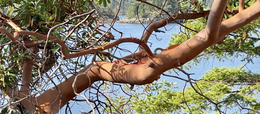 A horizontal oriented branch of an arbutus
