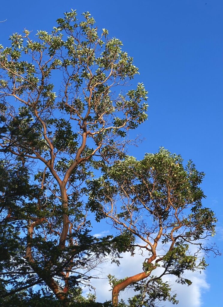 Arbutus tree against a blue sky. 